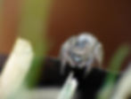 Jumping Spider