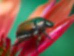 Japanese Beetle 2