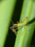 Leaf Hopper Assassin Bug Nymph