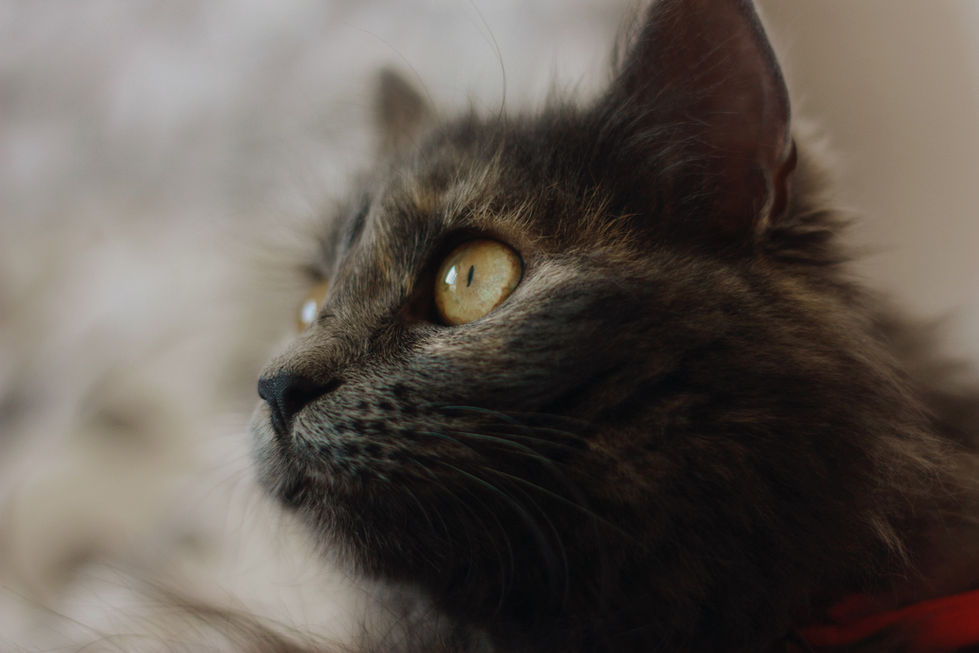 Melba