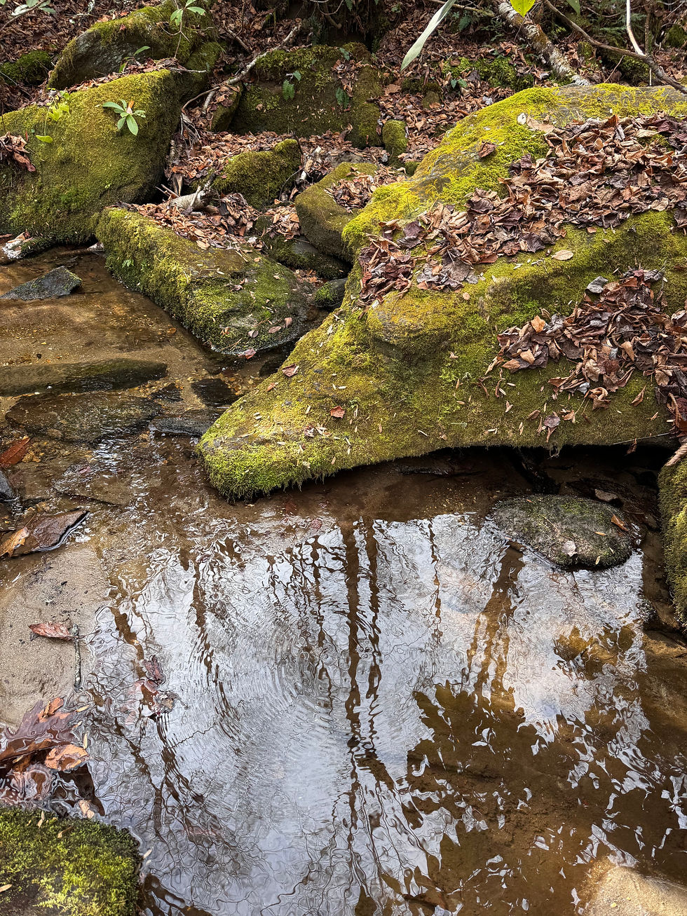 Forest Therapy Walk