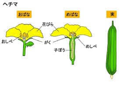 この暑い夏、体感しながら学んだことがあります。 このような「手紙」にて一般常識的なごく当たり前と思えるような内容を書くことをお許しください。また、ご入居者様の中に“植物の先生”もいらっしゃいます。従って、間違った表現などございましたら・・・ご指摘いただきましたらありがたく存じます( 一一)