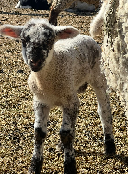 garcia eat meats lambs and ewes