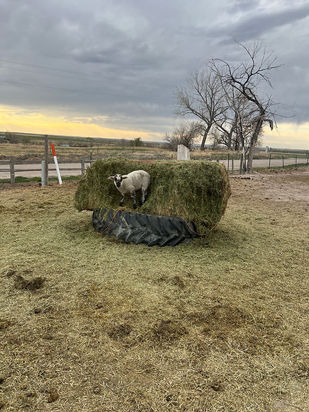 garcia eat meats lambs and ewes