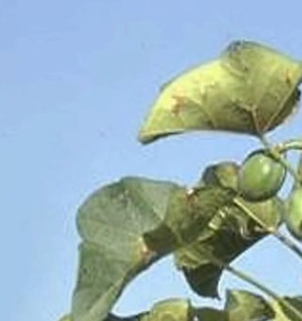 Capture d'écran_20250220_143723_Photos_éditées.jpg