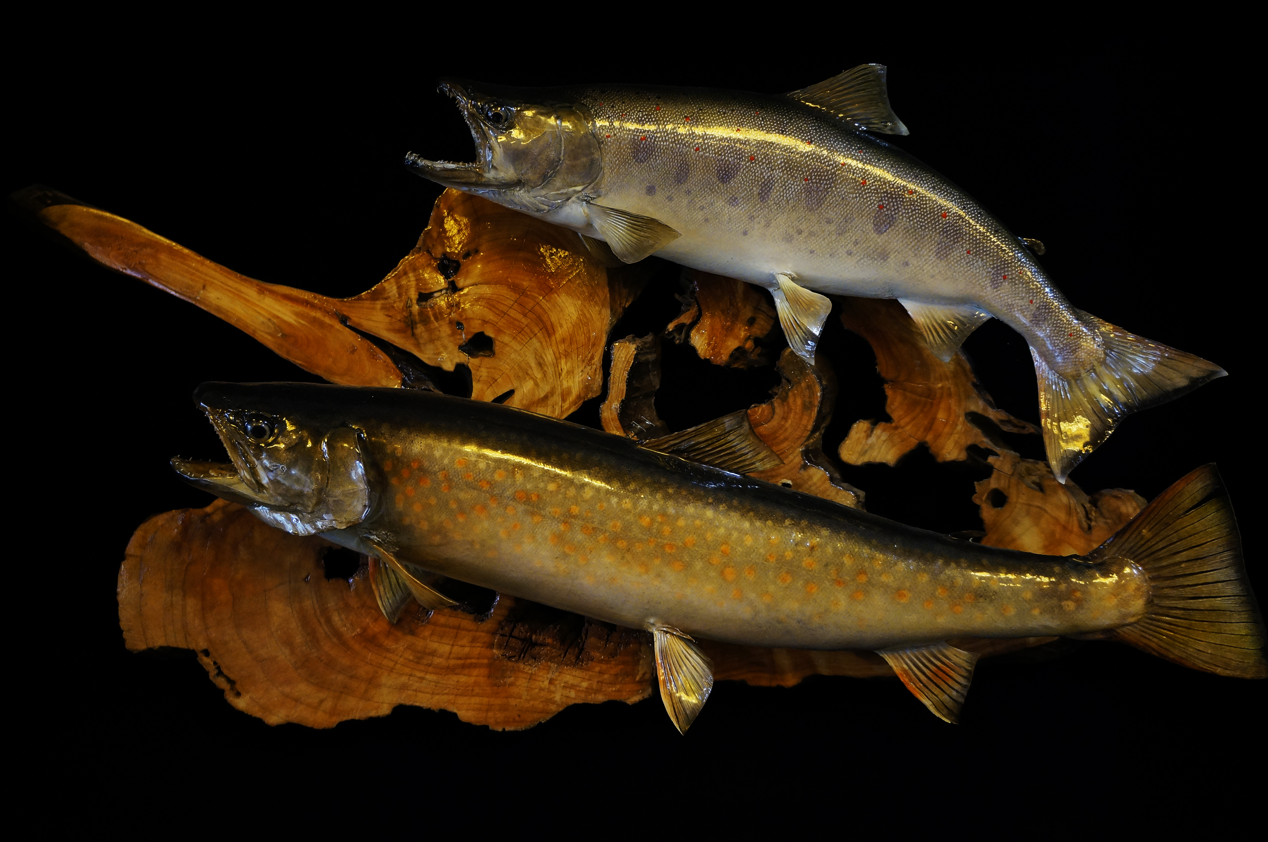 桜鱒 婚姻色 剥製 約55cm No.2サクラマス（桜鱒） | 株式会社大和