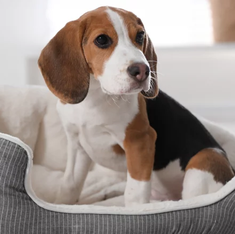 This Is Why Dogs Turn In Circles Before Lying Down