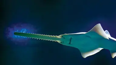Ancient Sawfish Help to Illuminate Our Teeth’s Scaly Origins