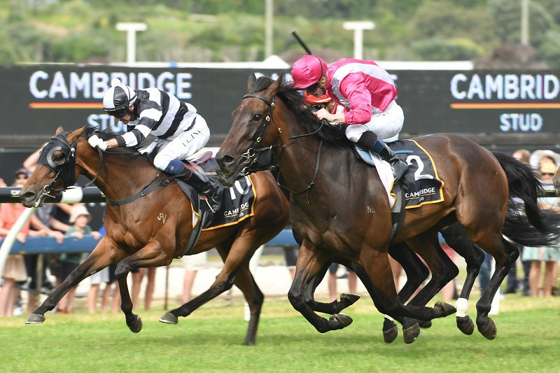 Trackchat Skycity Boxing Day Races 26 December 2020