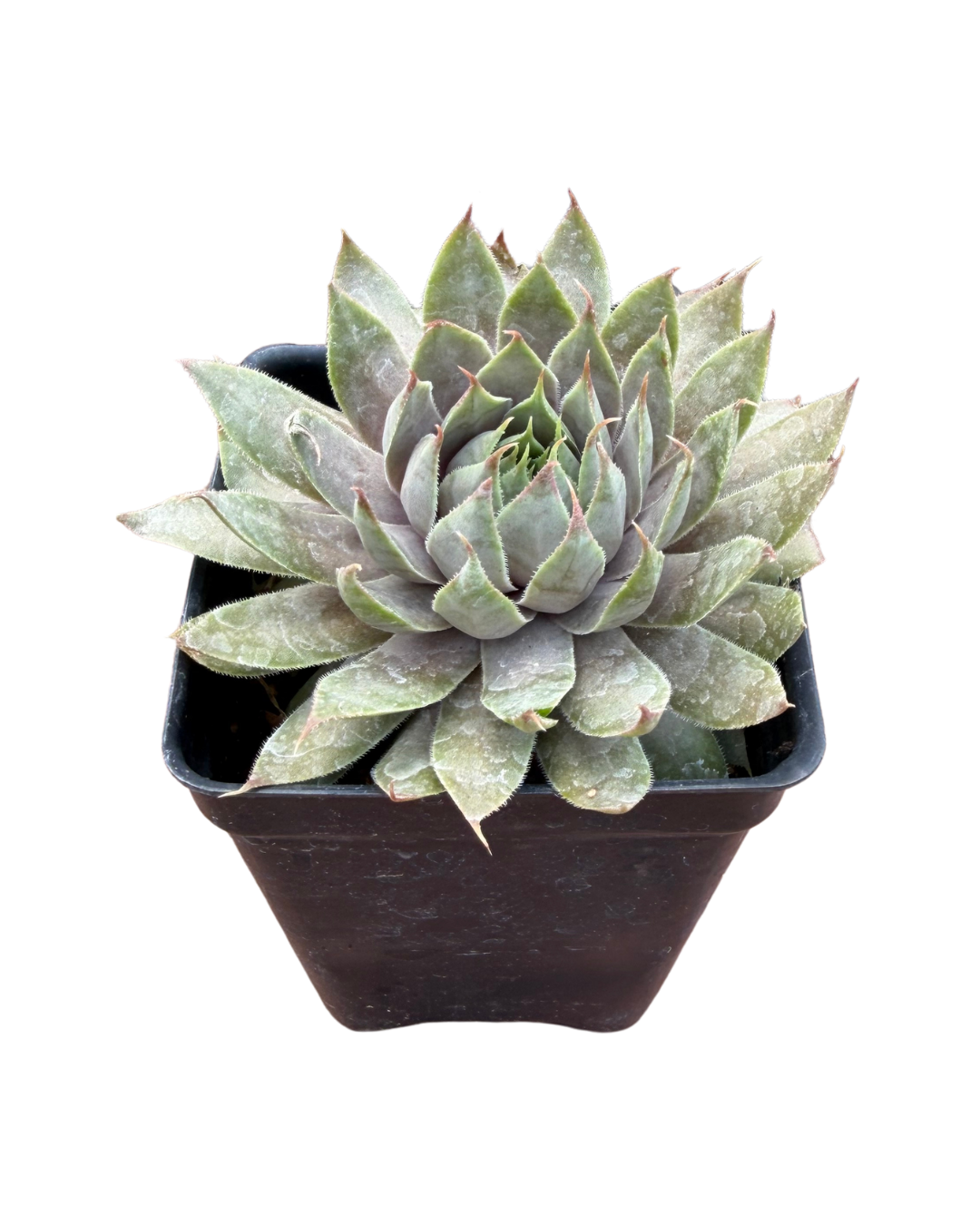 Sempervivum