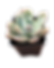 Echeveria Opalina