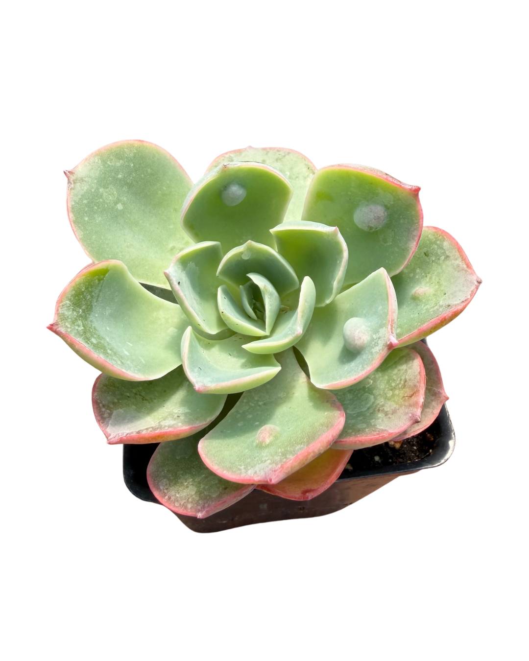 Raindrop Echeveria