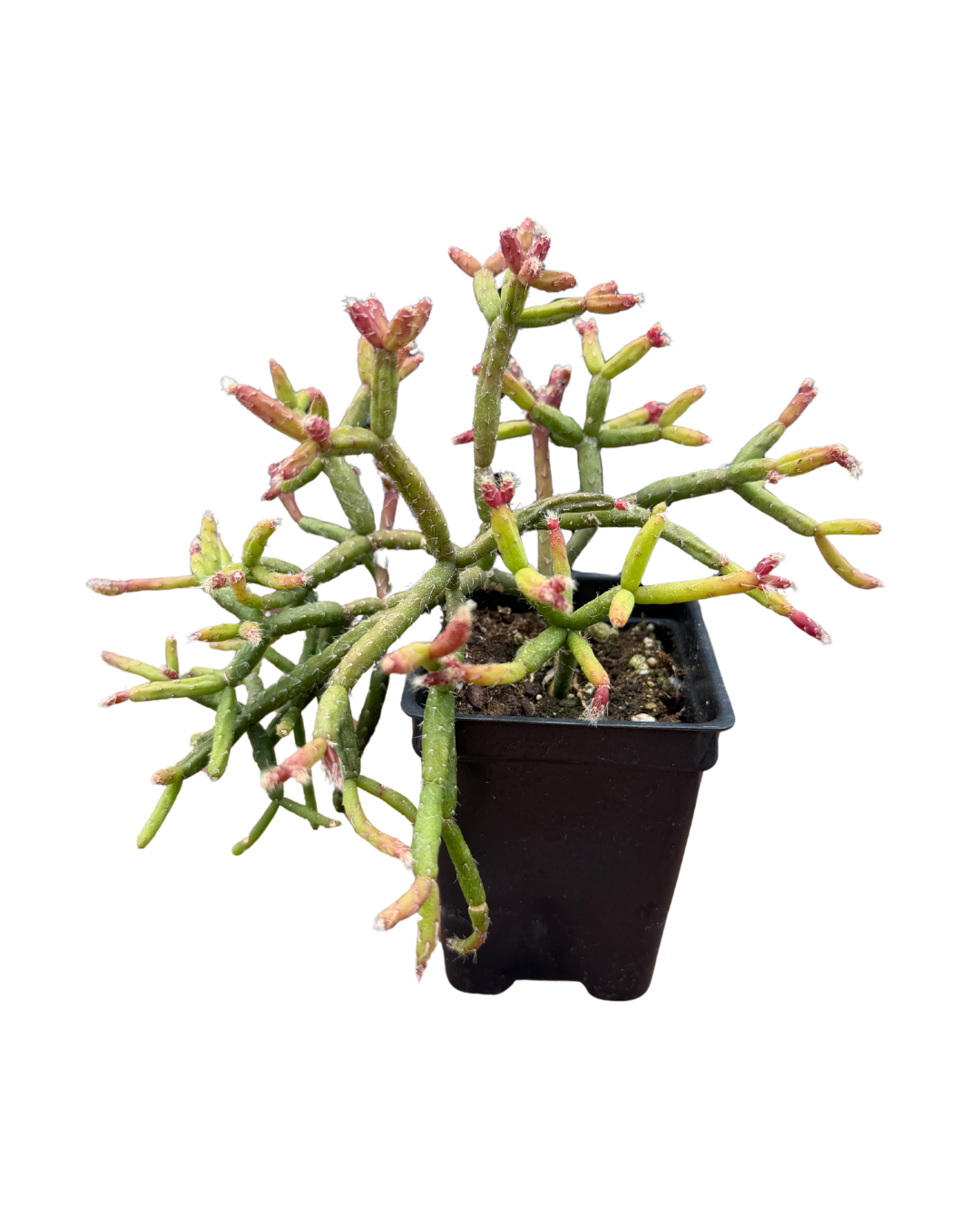 Rhipsalis