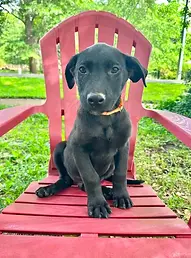 Bowie