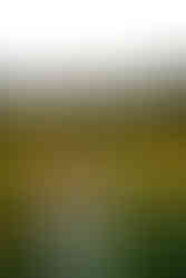 Sunflower petals falling as coach smiles during uplifting brand session.