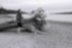 Branding photographer on beach near Seattle, Washington with a downed tree.