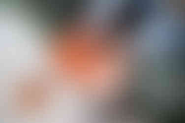 Close-up of Emily’s hands holding orange oracle cards during a grounding session