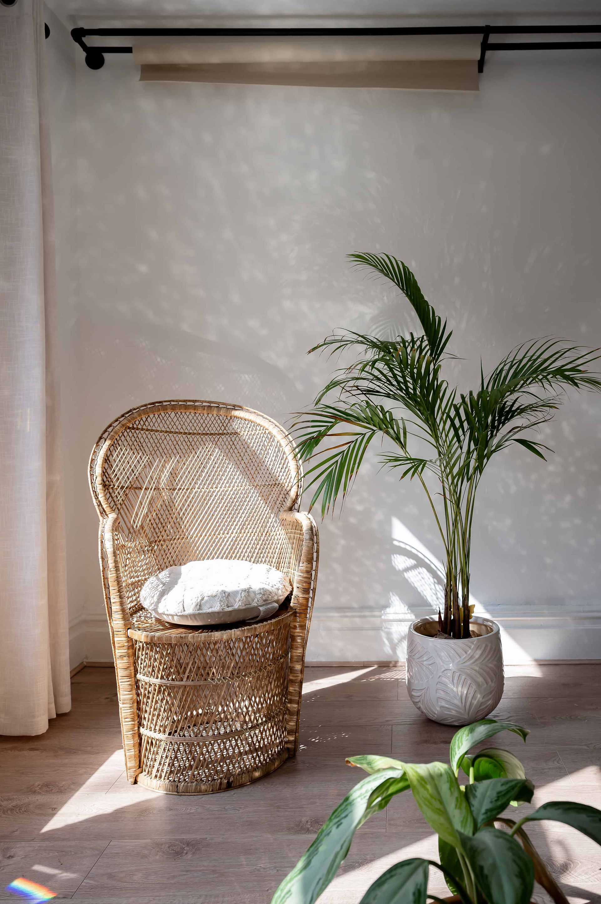 Sunlit corner of a Wirral photo studio with a wicker chair, potted palm, and soft beige walls.