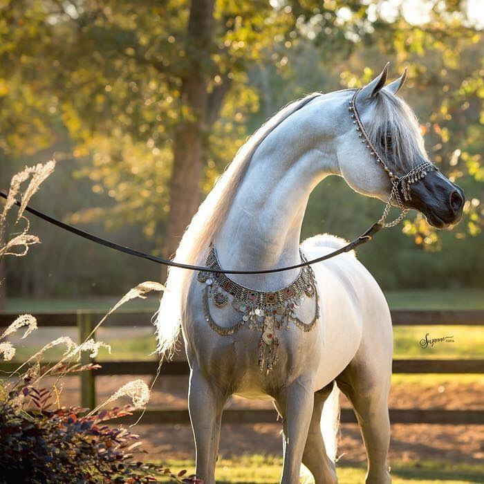 HARIRY AL SHAQAB 3