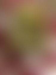 Egg mushroom sandwich 🥰❤️💚🥑