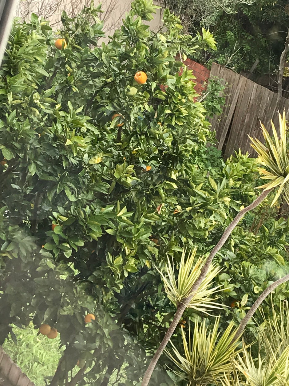 Orange tree