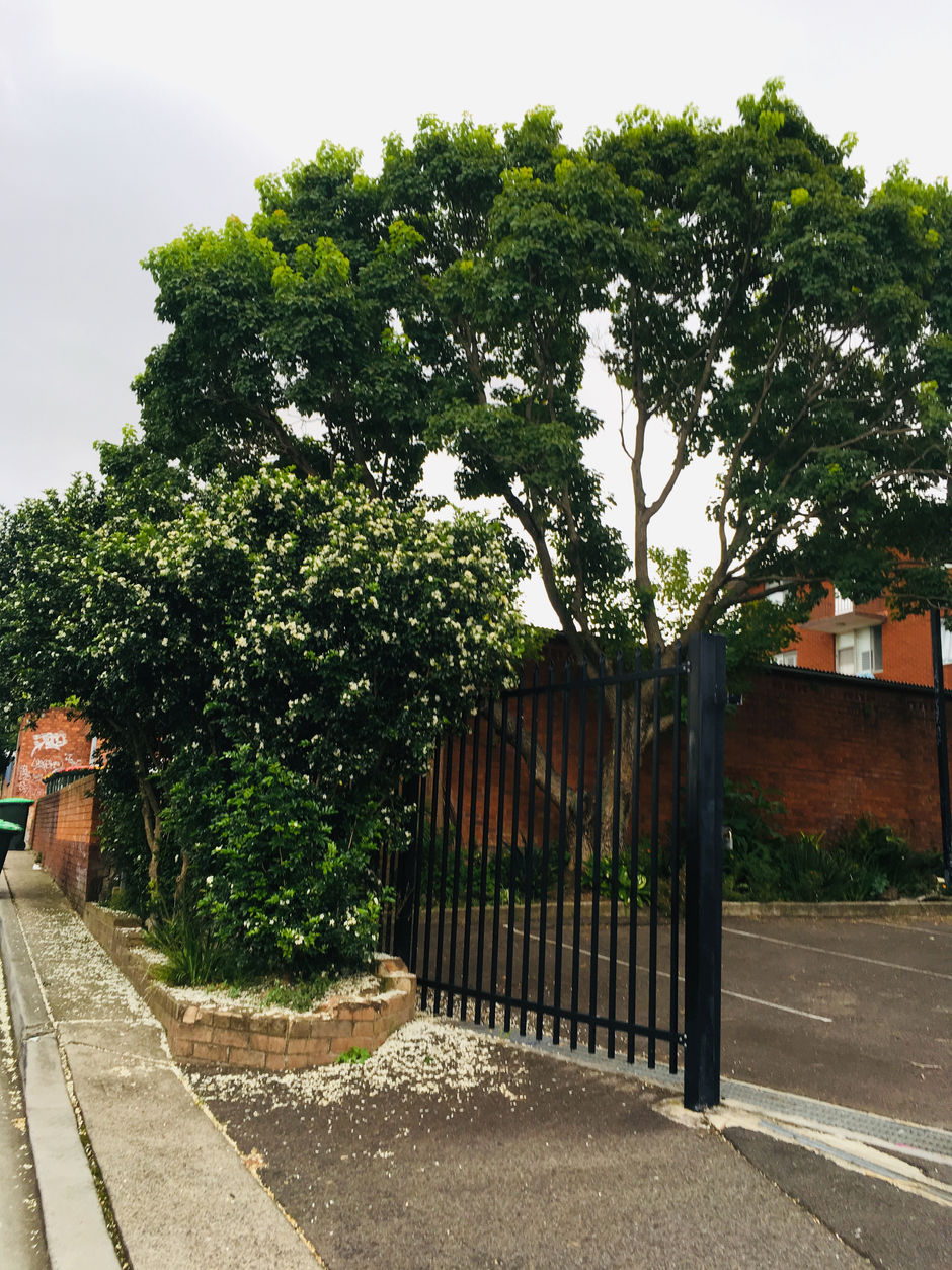 My home 🏡 backyards