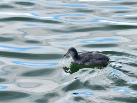 The Wildlife Release and Recovery Process: How Mandurah Wildlife Safely Restores Wild Animals to Their Natural Habitat