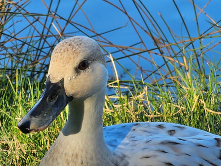 From Autumn to Winter: What Mandurah Locals Should Know About Our Wildlife Right Now