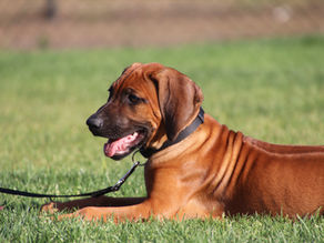 Nieuwe cursusdata februari, maart, april, mei 2026