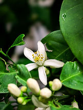 Neroli Essential Oil