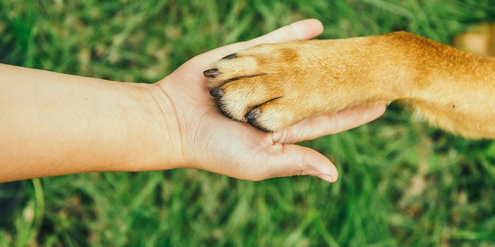 Communication Animale