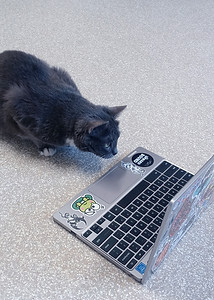 Frankie watching tv.jpg