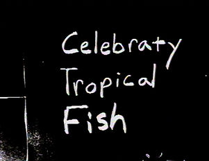 Celebraty Tropical Fish