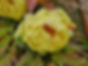 Murphy & Wood Garden Centre