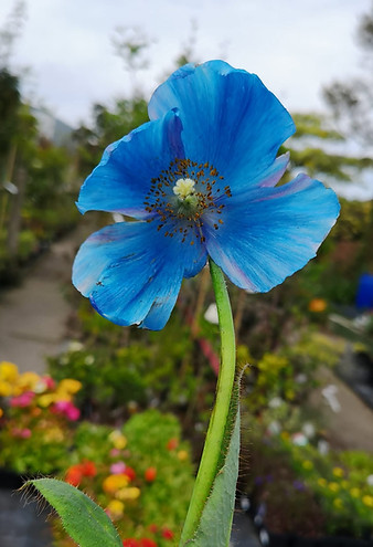 Blue Himalayan poppy in a potting service nursery.