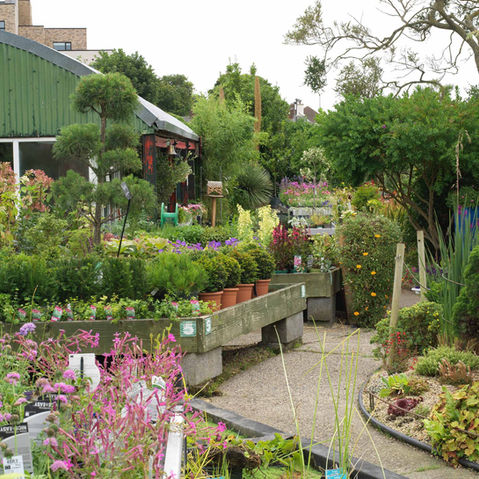 Outdoor garden center with potted plants and topiaries.