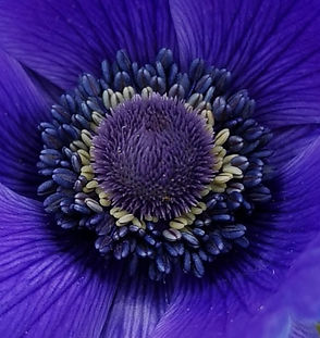 Close-up of a vibrant purple anemone flower center.