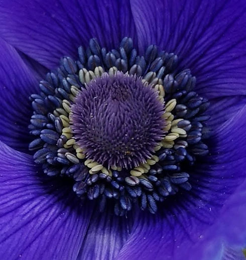 Macro of a vibrant purple anemone flower center.