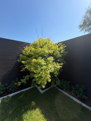 Garden Transformation