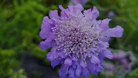 Murphy & Wood Garden Centre
