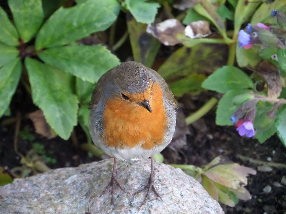 A robin perched on a stone in a garden setting.