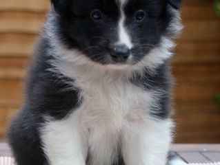 Puppy Available...