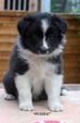 Puppy Available...