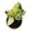 Thumbnail: Ficus Elastica 'Shivereana'