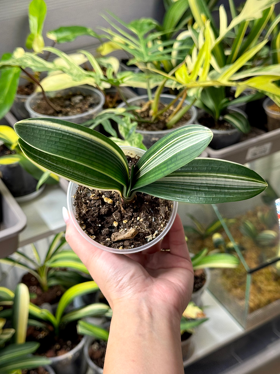 Thumbnail: Clivia Miniata 'Victory' Variegata