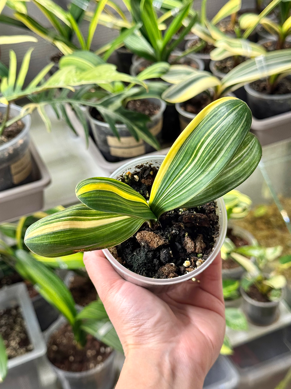 Clivia Miniata Variegata (Orange-Red Flowers)
