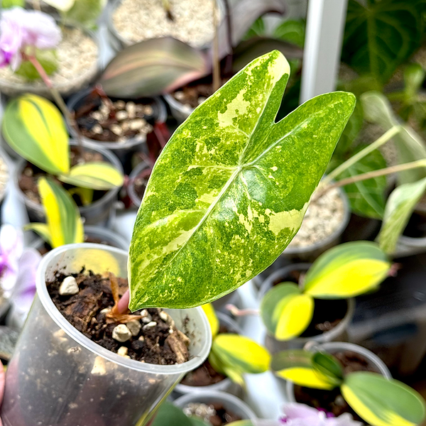 Alocasia | Kern Plants