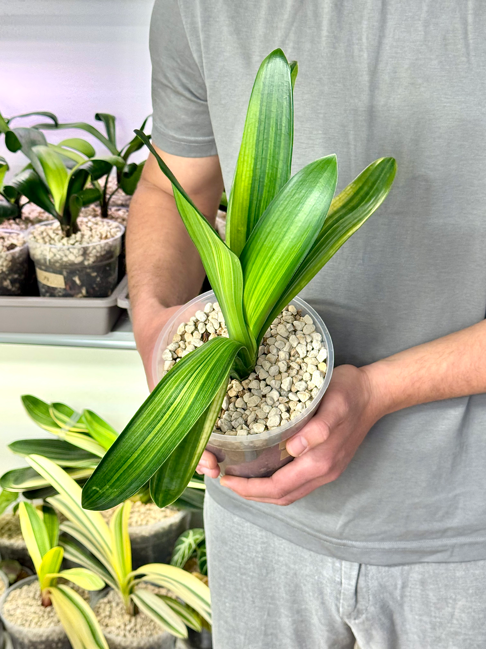 Miniaturbild: Clivia Miniata Variegata (Gelbe Blüten)