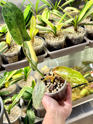 monstera plant price Monstera Delicioso - Swiss Cheese Plant - Overall Height 24