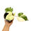 Miniaturbild: Hibiscus Tiliaceus Variegata
